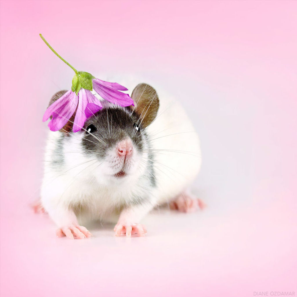 Ilustradora fotografa ratos para romper com a imagem negativa desses roedores 24