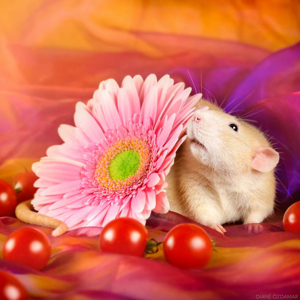 Ilustradora fotografa ratos para romper com a imagem negativa desses roedores 25