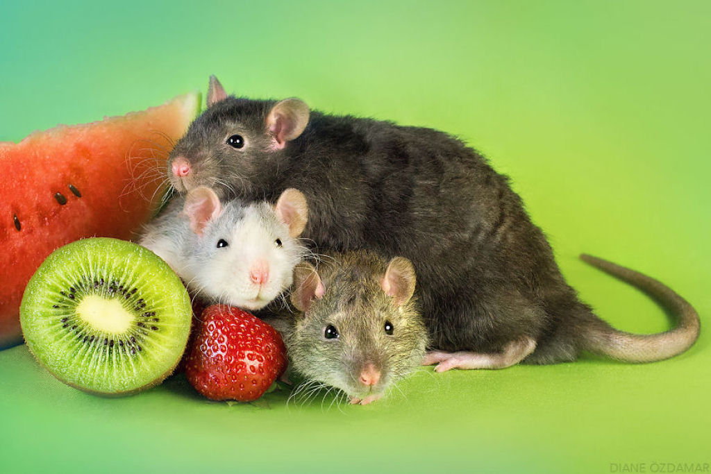 Ilustradora fotografa ratos para romper com a imagem negativa desses roedores 26