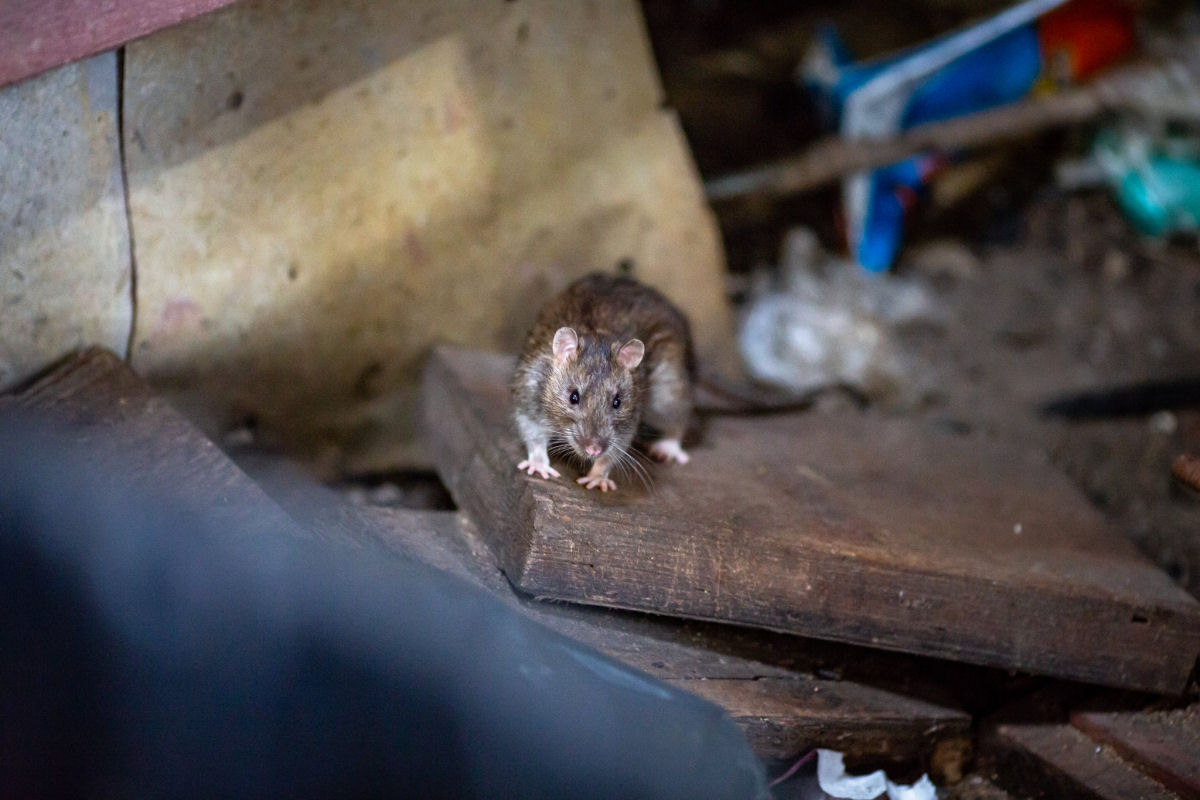 Por que Nova York tem tantos ratos?