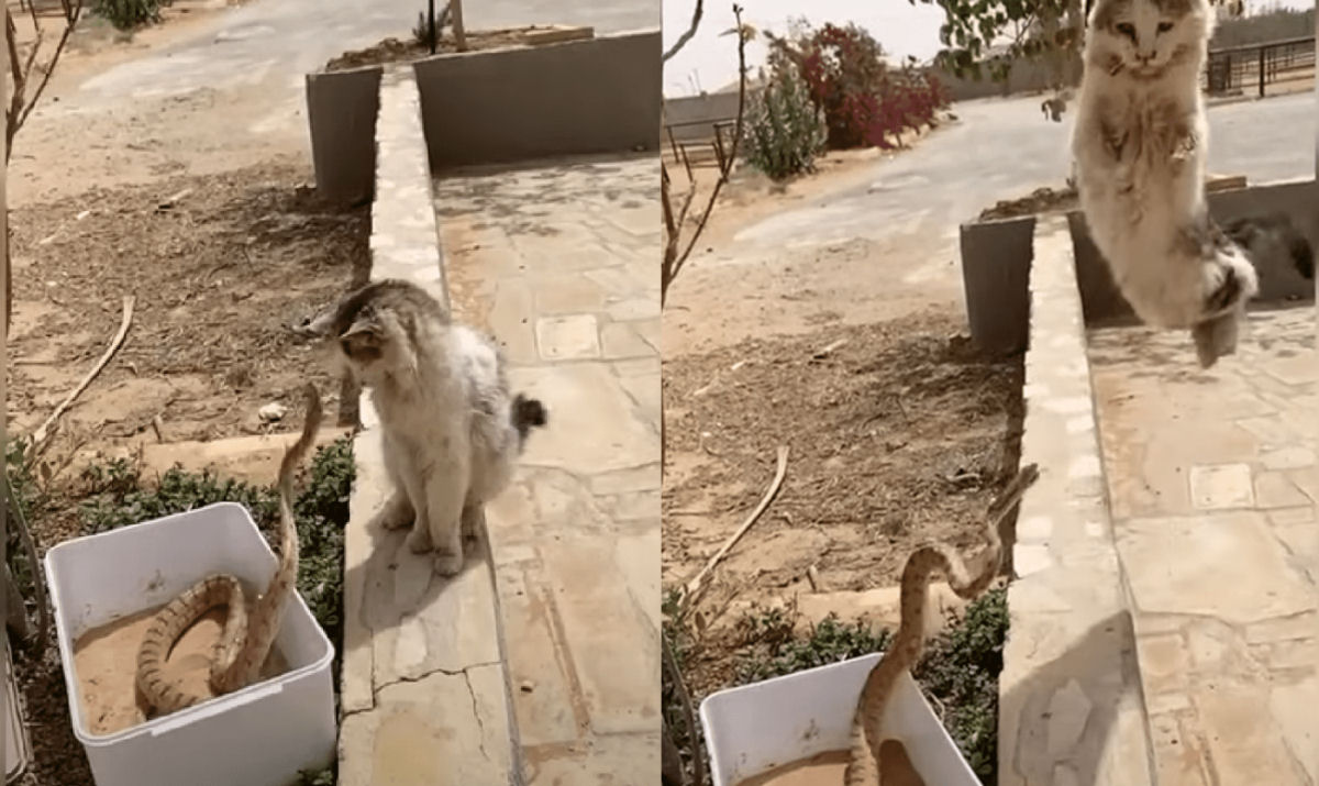 Gato mostra reflexos insanamente rpidos ao se esquivar de picada de cobra