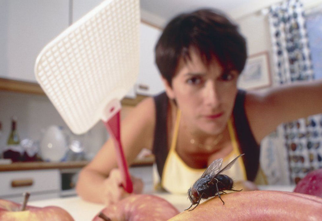 O tempo de reao de uma mosca  25 vezes mais rpido que as reaes humanas