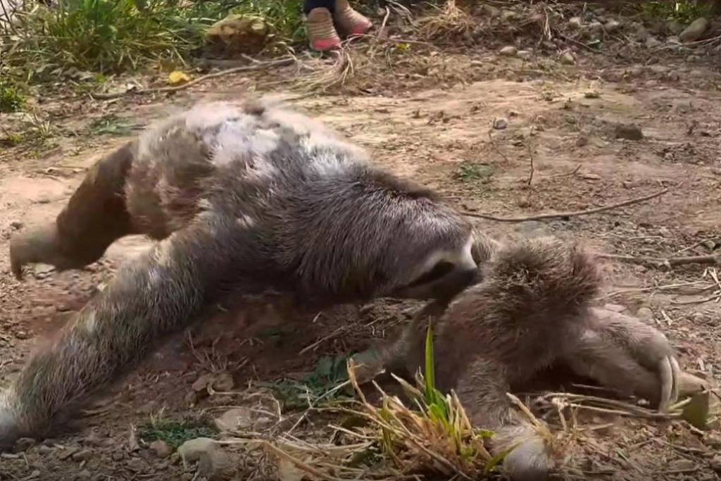 O abrao comovente entre um filhote de preguia perdido e sua me na Bolvia