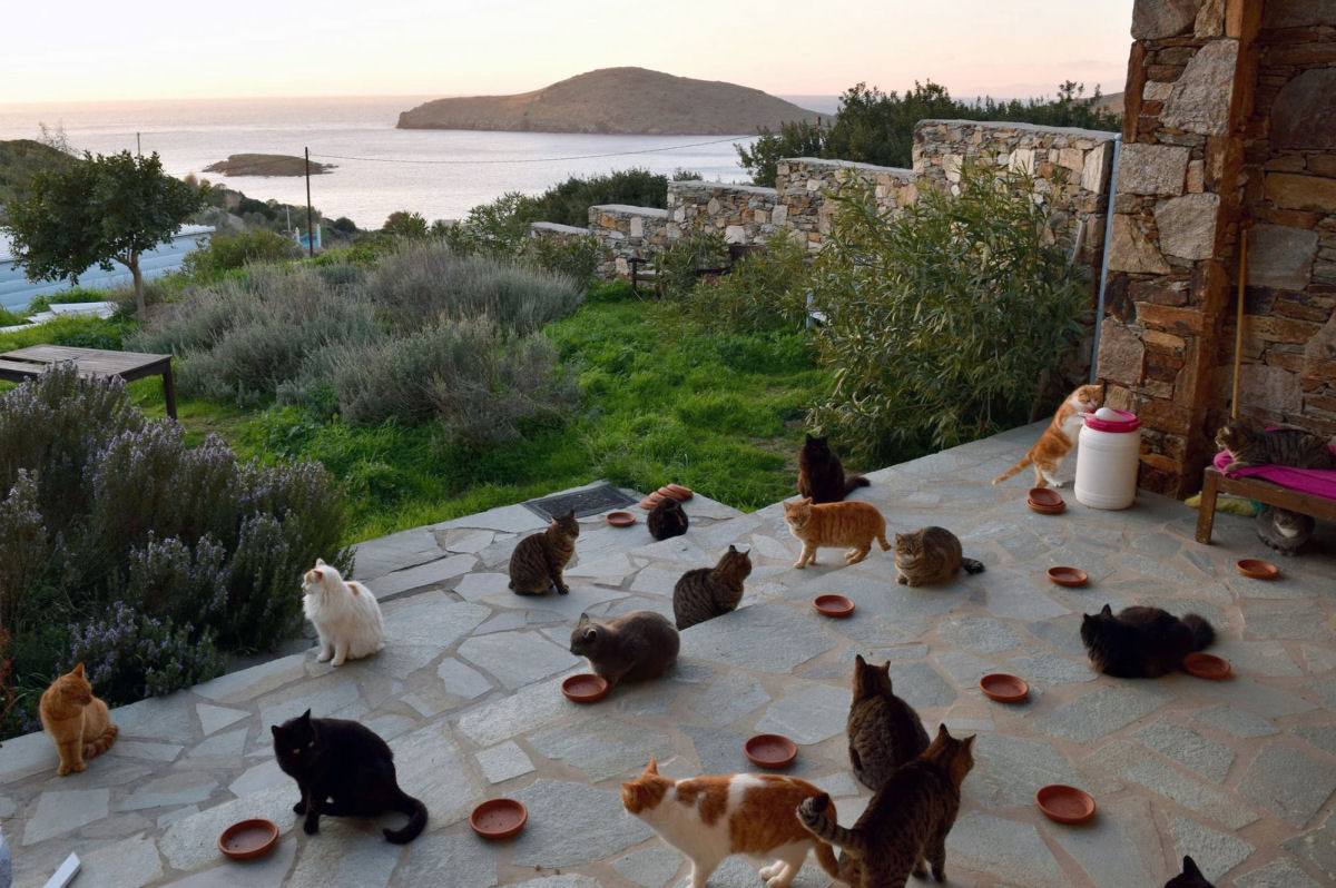 Ilha grega paradisaca oferece salrio e casa de frente para o mar para quem queira cuidar de 55 gatos 01