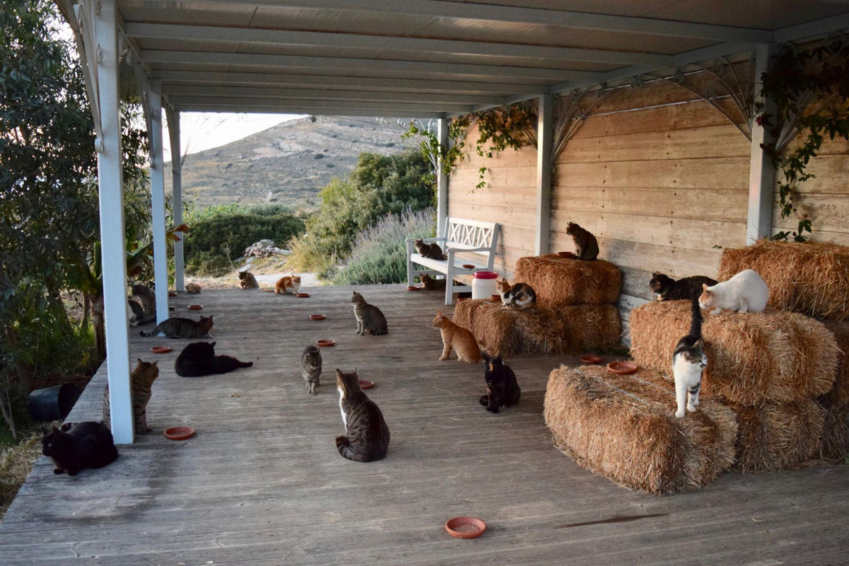 Ilha grega paradisaca oferece salrio e casa de frente para o mar para quem queira cuidar de 55 gatos 04