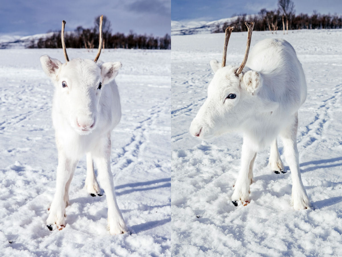 Um conto de fadas feito realidade: noruegus fotografa rara rena branca na neve 01