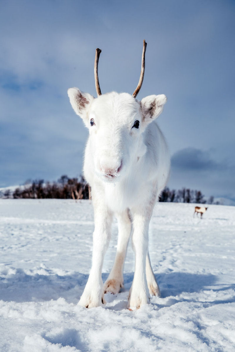 Um conto de fadas feito realidade: noruegus fotografa rara rena branca na neve 04