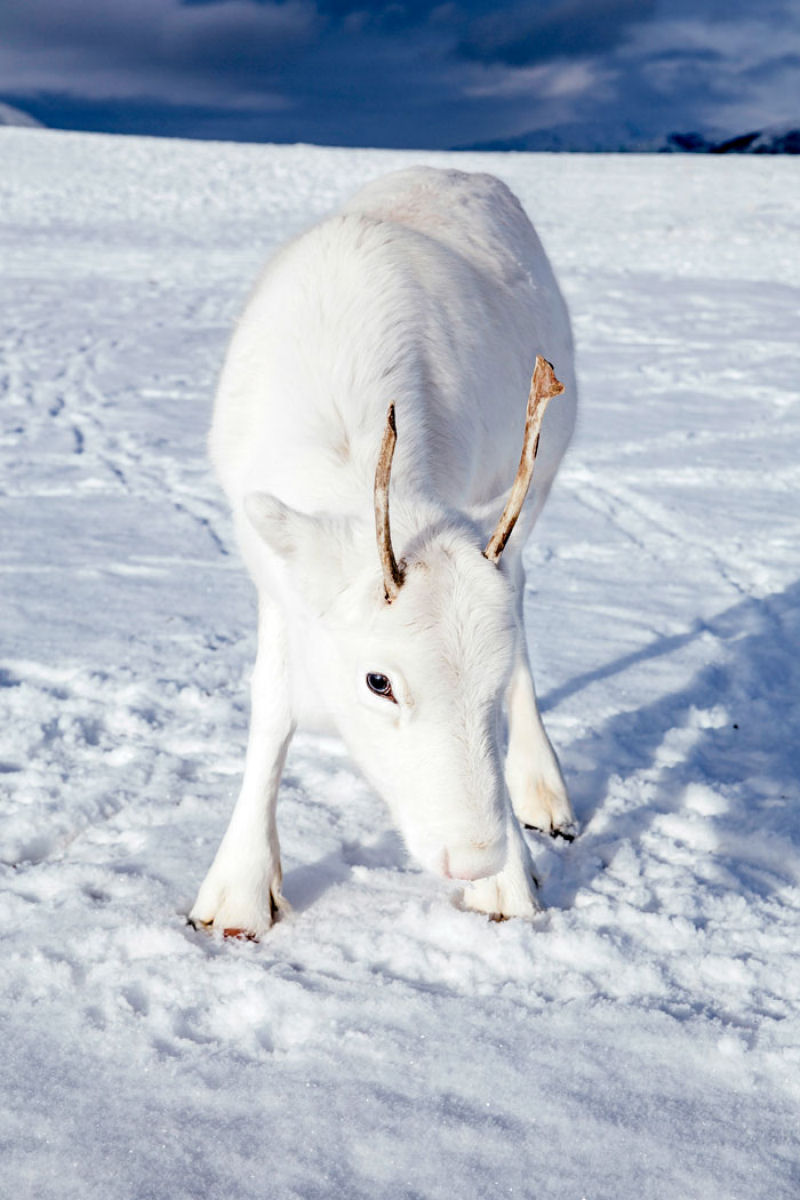 Um conto de fadas feito realidade: noruegus fotografa rara rena branca na neve 05