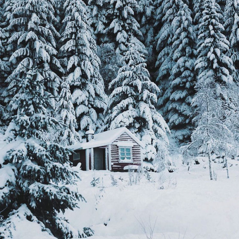 Um conto de fadas feito realidade: noruegus fotografa rara rena branca na neve 07