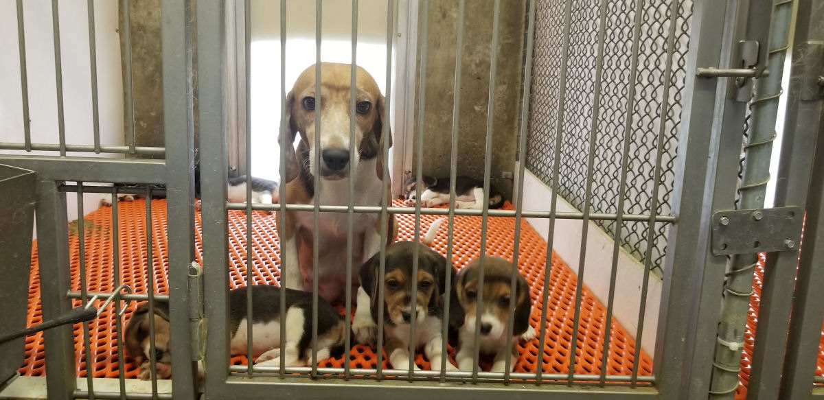 4.000 Beagles resgatados de centro de pesquisa aguardam adoção