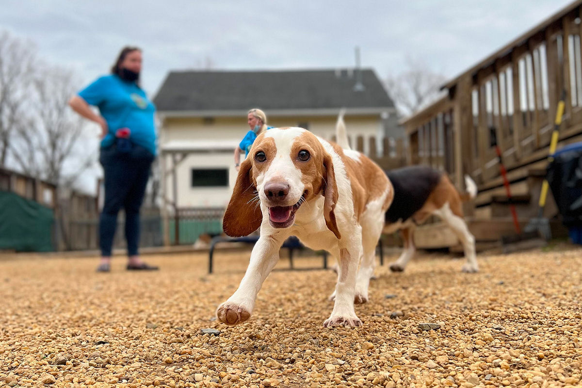 4.000 Beagles resgatados de centro de pesquisa aguardam adoção