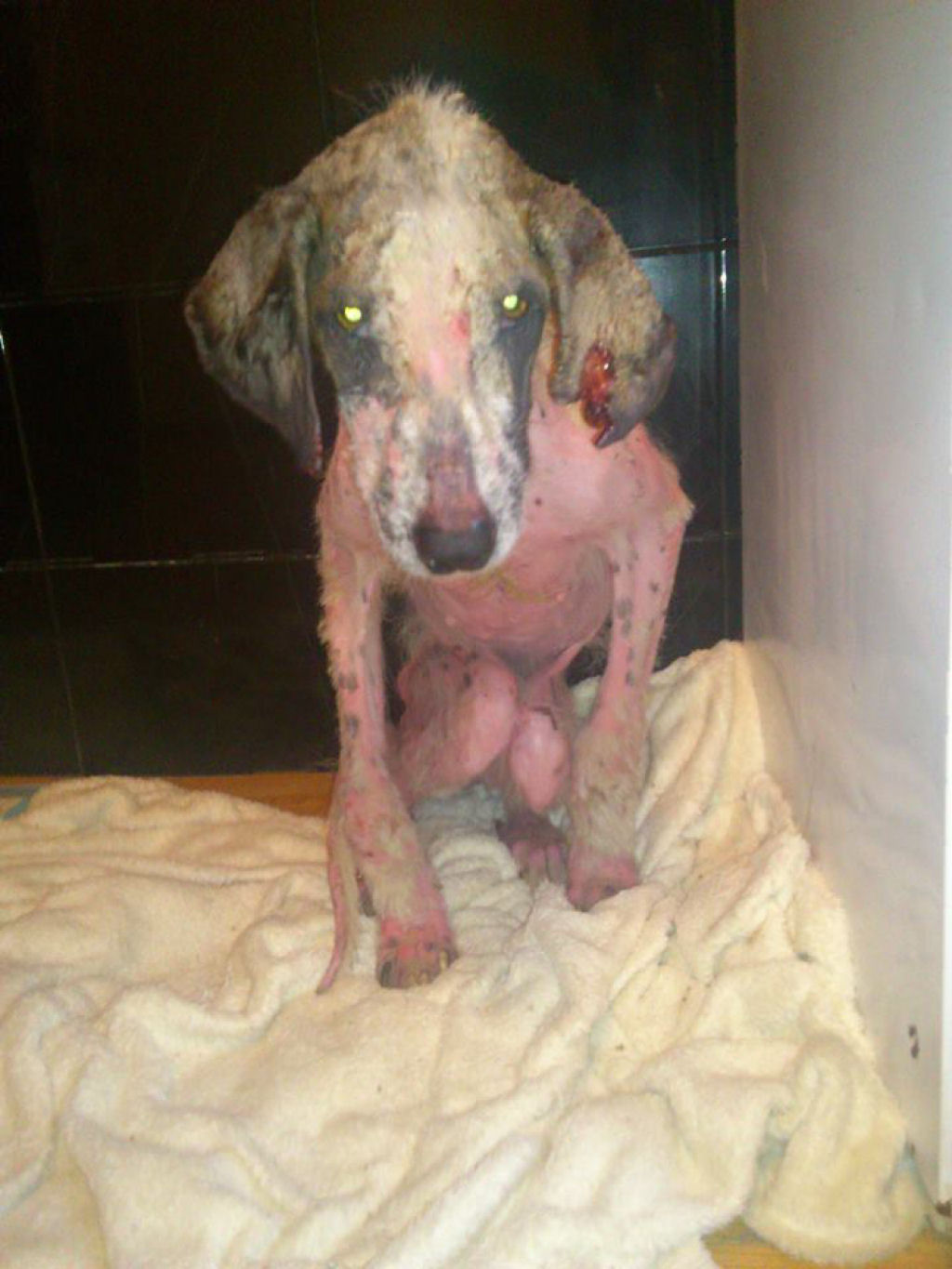 A incrvel transformao da cadela Khaleesi depois que foi resgatada 06