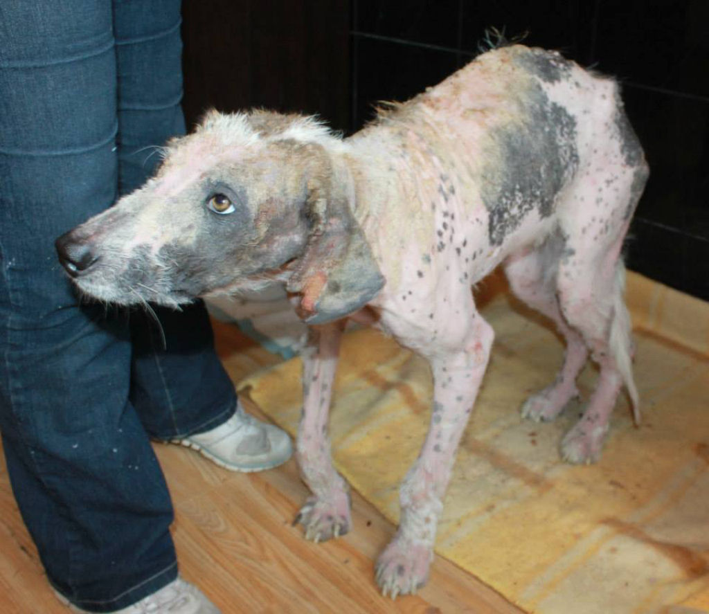 A incrvel transformao da cadela Khaleesi depois que foi resgatada 08