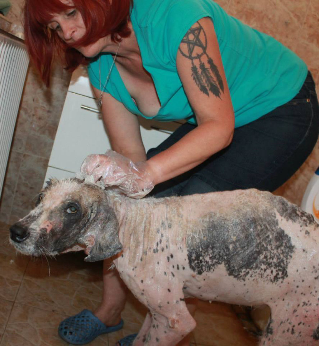 A incrvel transformao da cadela Khaleesi depois que foi resgatada 09