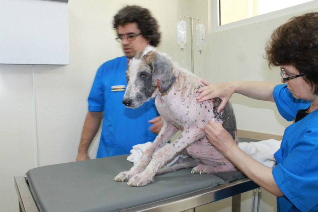 A incrvel transformao da cadela Khaleesi depois que foi resgatada 14