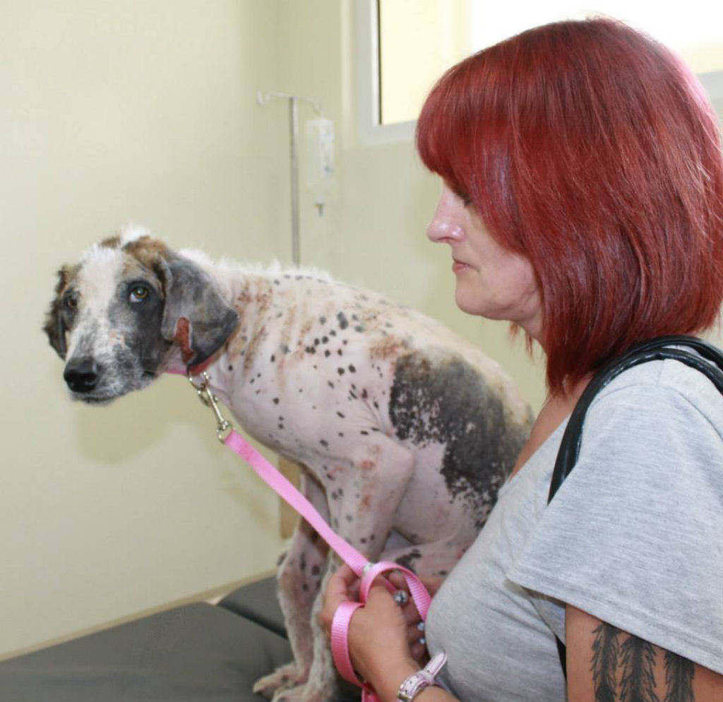 A incrvel transformao da cadela Khaleesi depois que foi resgatada 15