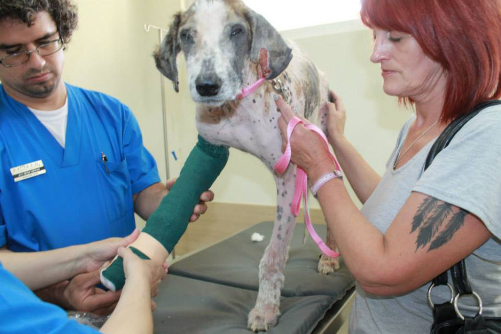 A incrvel transformao da cadela Khaleesi depois que foi resgatada 16