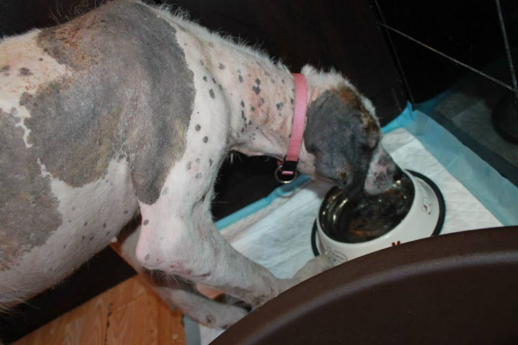 A incrvel transformao da cadela Khaleesi depois que foi resgatada 19