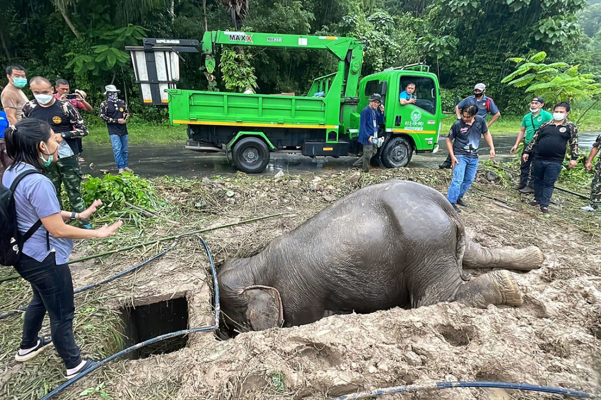 Socorristas salvam elefanta e seu filhote, que caiu em um esgoto a 2 metros de profundidade na Tailândia
