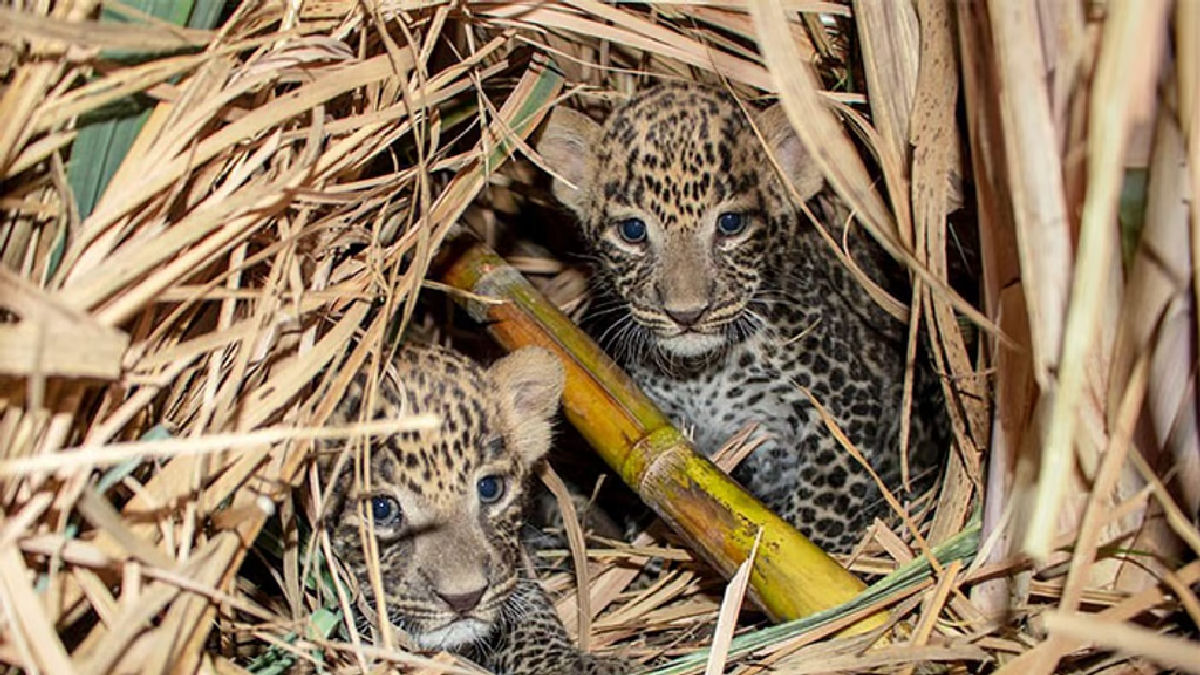 Adorveis filhotes de leopardo indiano se reencontram com sua me na natureza