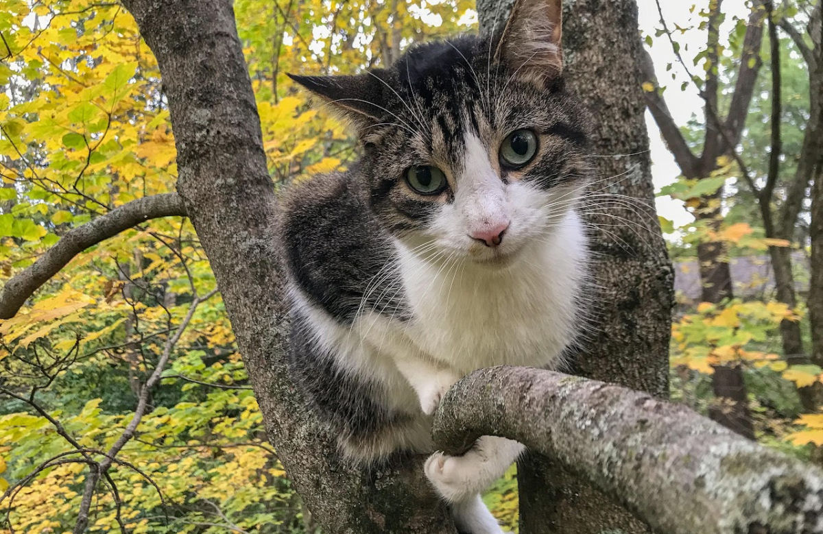 Americano escala grandes alturas para resgatar gatos em rvores