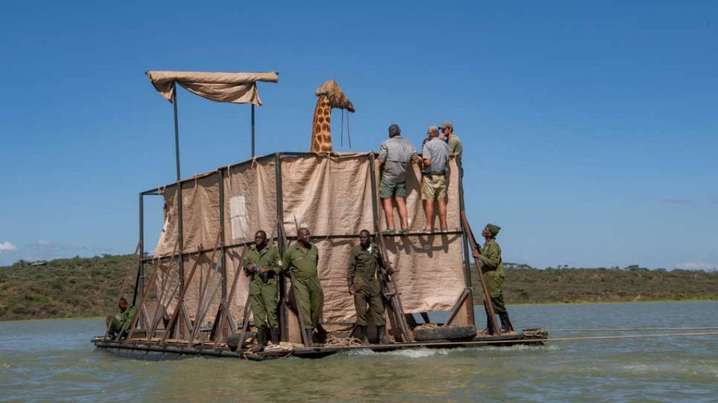 O incrível resgate de girafas presas em uma ilha