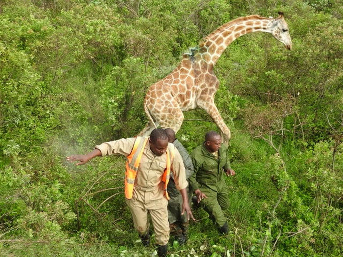 Girafa é resgatada após ficar com um pneu preso no pescoço no Quênia