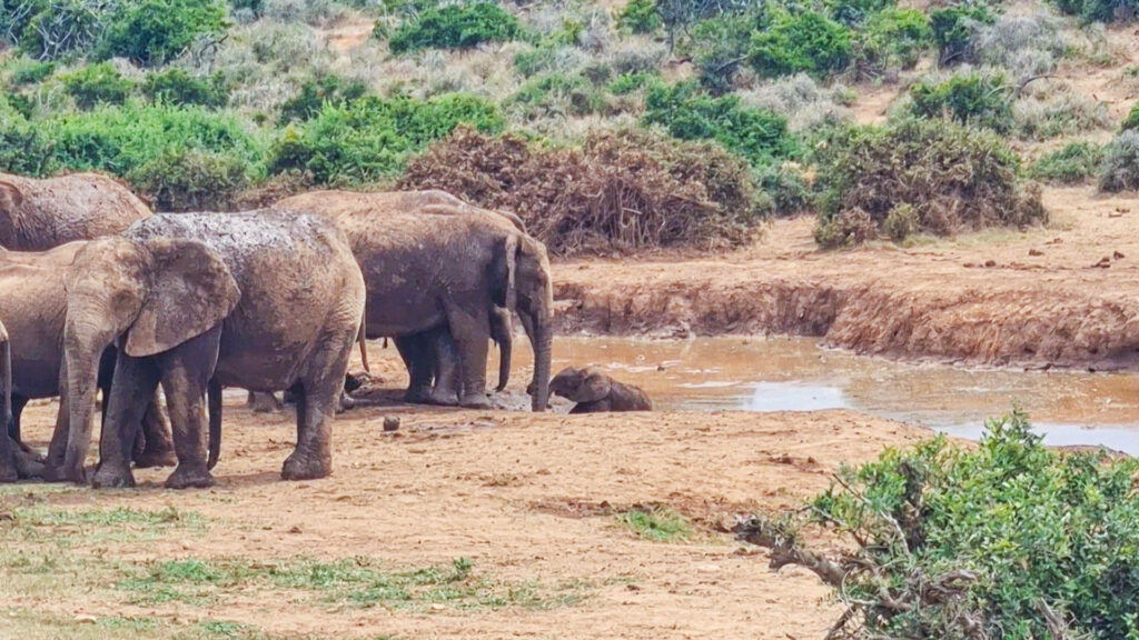Manada de elefantes preocupada trabalha em conjunto para resgatar bebê elefante preso na lama