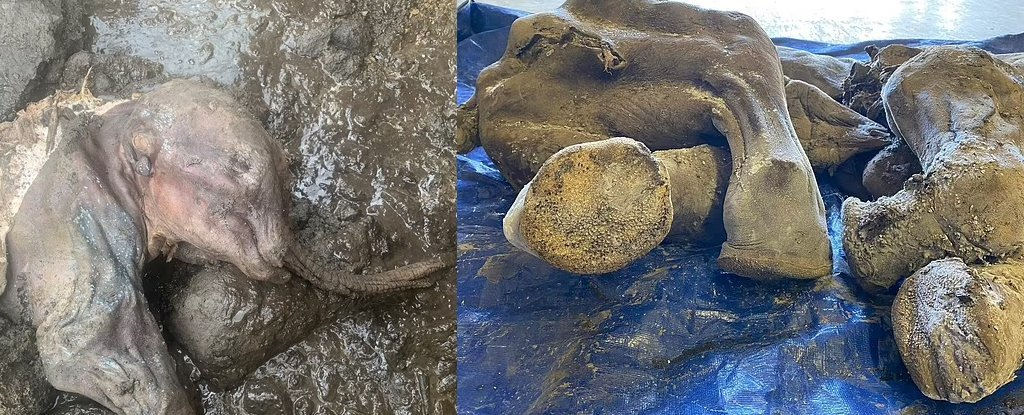Encontram os restos mortais de um bebê mamute de 30.000 anos perfeitamente preservado