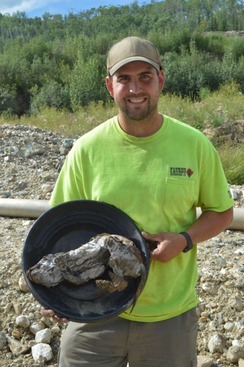 Mineiro canadense encontrou os restos de uma filhote de lobo de 57.000 anos ainda coberto de pele