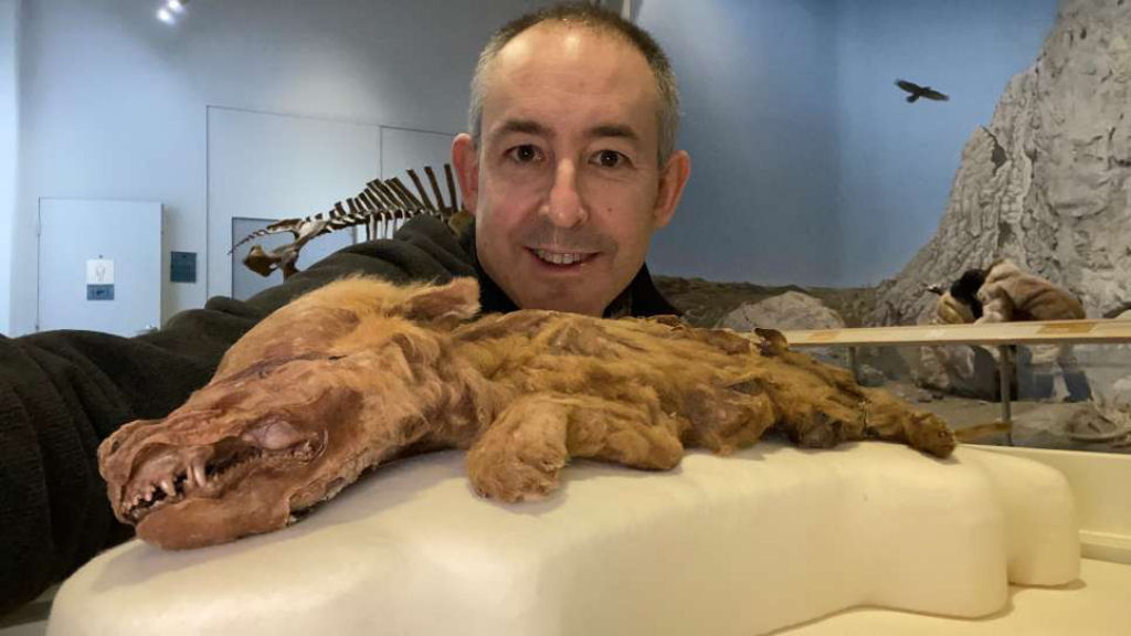 Mineiro canadense encontrou os restos de uma filhote de lobo de 57.000 anos ainda coberto de pele