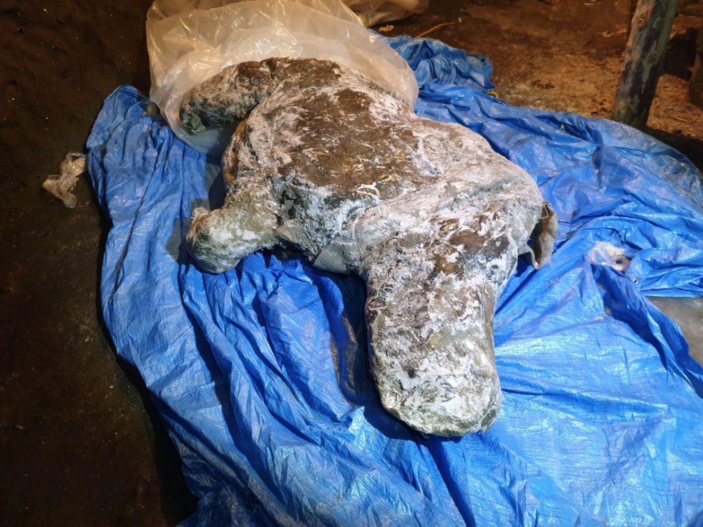 Encontram restos de um rinoceronte-lanudo bem conservado na Sibéria