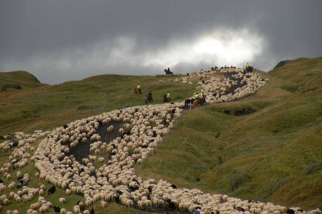 Rttir, a contagem anual islandesa de ovelhas est longe de ser sonolenta