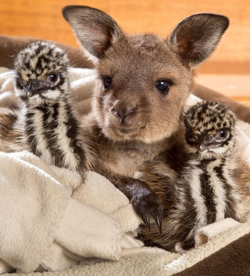 Estes bebs emus aconchegados com um beb canguru vo fazer voc vomitar arco-ris 01