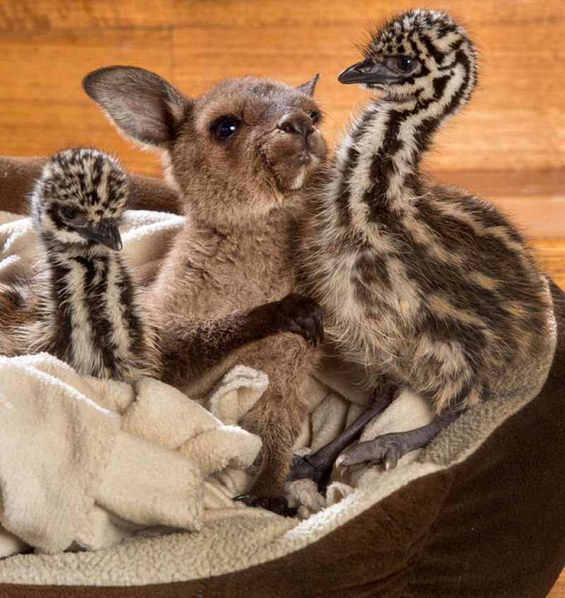 Estes bebs emus aconchegados com um beb canguru vo fazer voc vomitar arco-ris 02