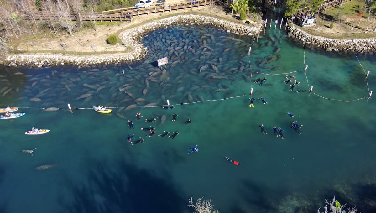 Centenas de peixes-boi se renem em nascentes da Flrida para se aquecer