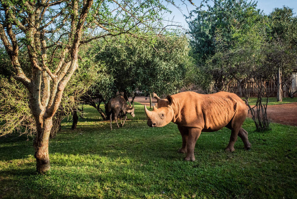 Apollo, o rinoceronte brincalhão completou 3 anos no santuário