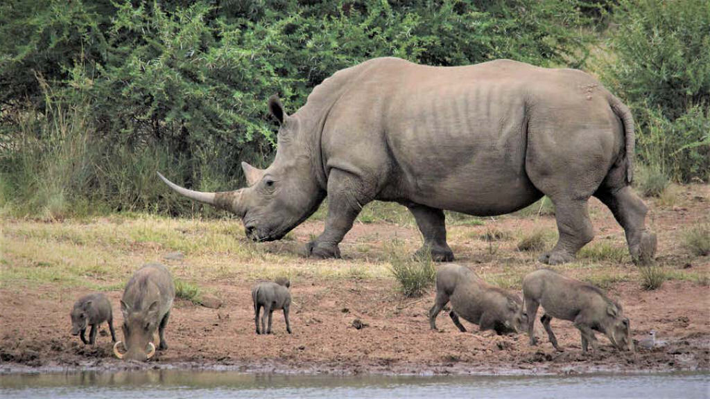Existe um plano de introduzir 'cópias de segurança' dos rinocerontes na Austrália