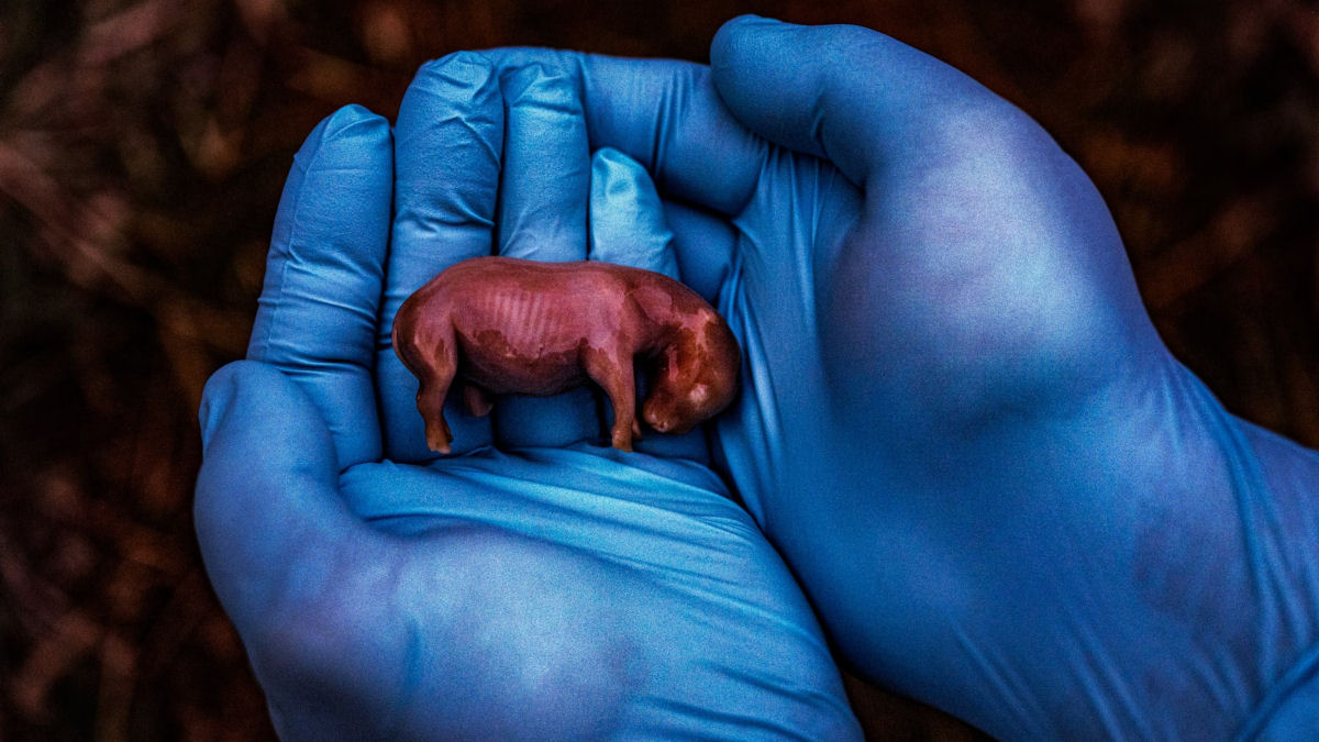 A primeira gravidez de rinoceronte por fertilizao in vitro do mundo pode salvar uma subespcie quase extinta