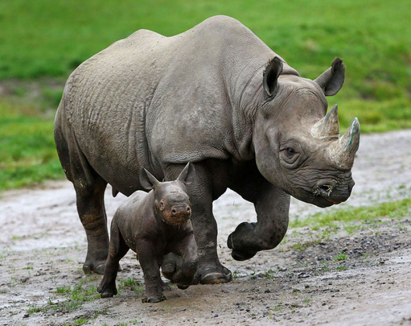 Para proteger os rinocerontes, parque nacional indiano est matando os caadores furtivos 02