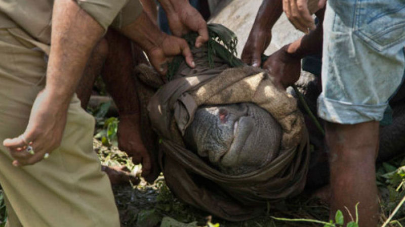 Para proteger os rinocerontes, parque nacional indiano est matando os caadores furtivos 04