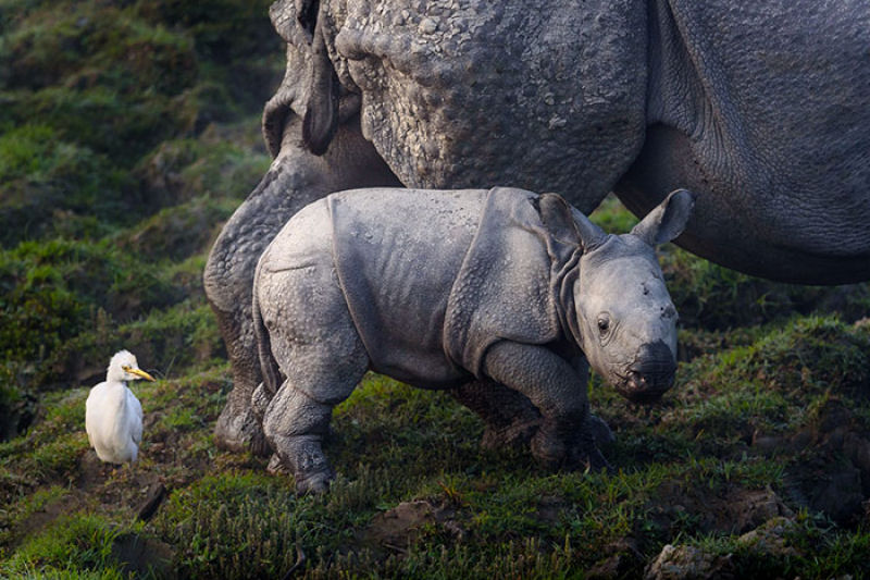 Para proteger os rinocerontes, parque nacional indiano est matando os caadores furtivos 05