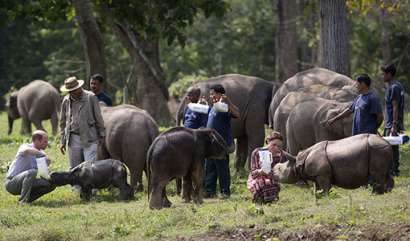 Para proteger os rinocerontes, parque nacional indiano est matando os caadores furtivos 06