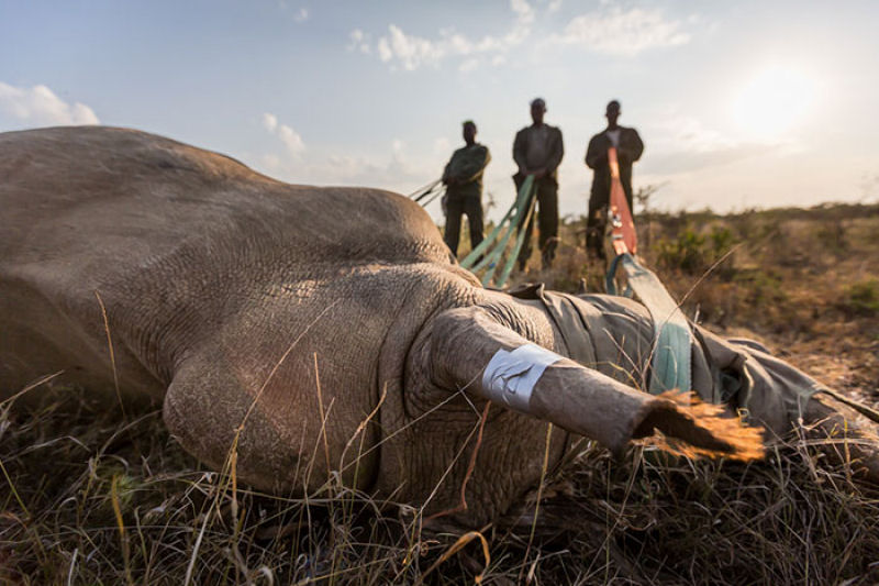 Para proteger os rinocerontes, parque nacional indiano est matando os caadores furtivos 07