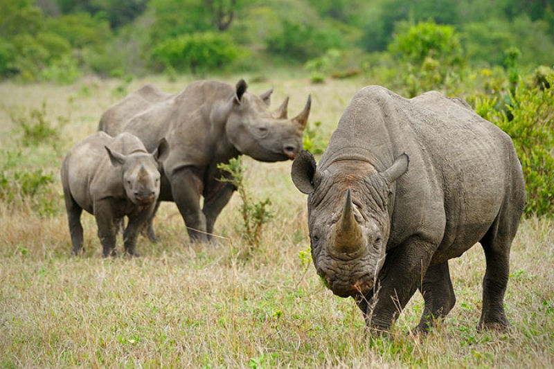 Para proteger os rinocerontes, parque nacional indiano est matando os caadores furtivos 08