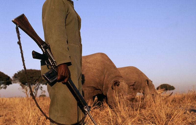 Para proteger os rinocerontes, parque nacional indiano est matando os caadores furtivos 09
