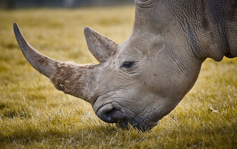 Para proteger os rinocerontes, parque nacional indiano est matando os caadores furtivos 10