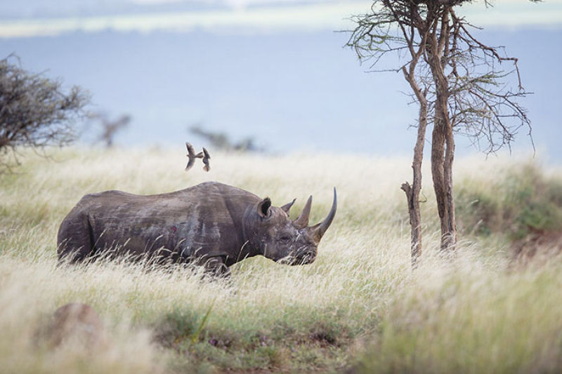 Para proteger os rinocerontes, parque nacional indiano est matando os caadores furtivos 11