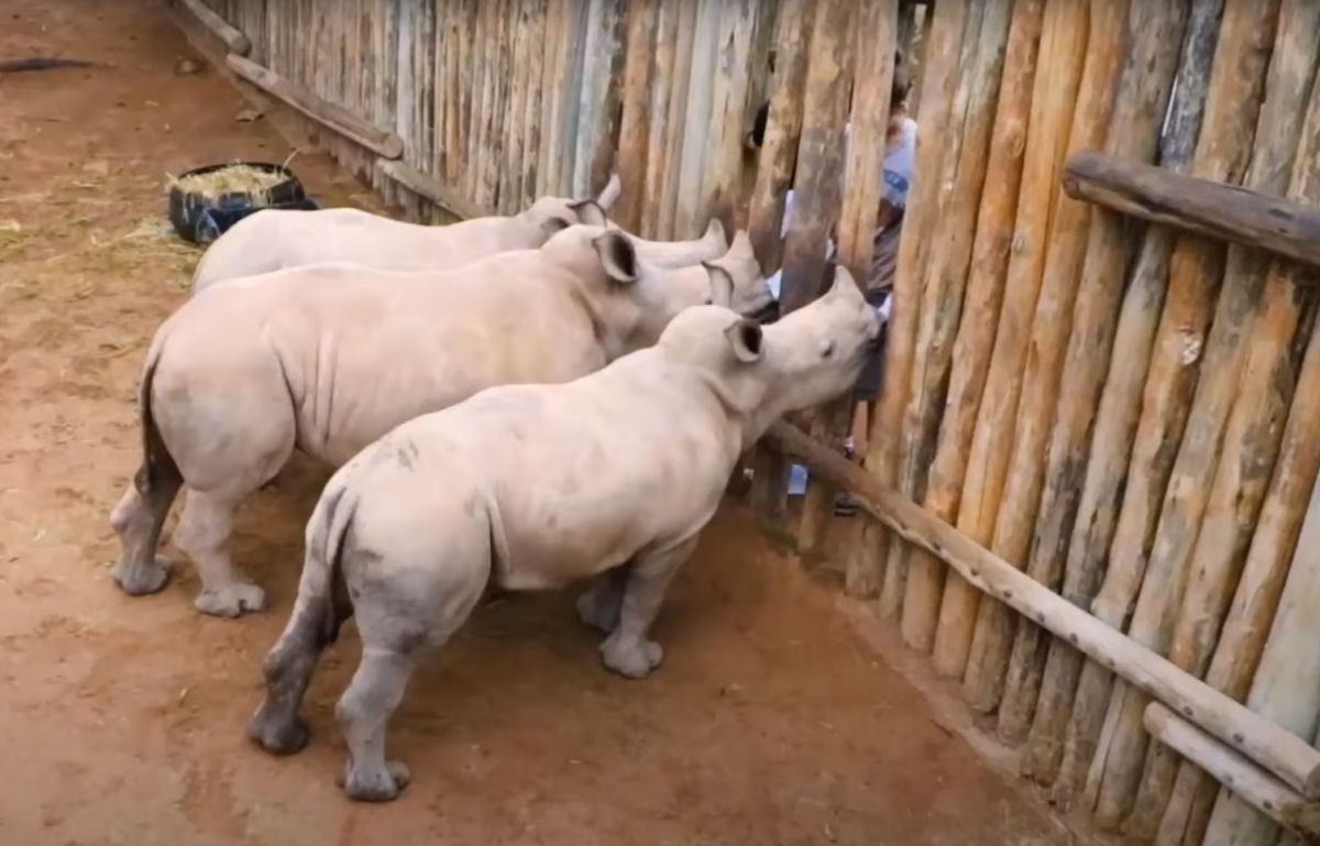 Bebs rinocerontes rfos 'choram' quando o leite acaba