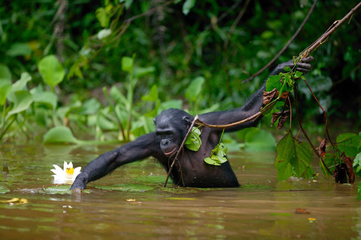 O rio Congo serviu de motor da evoluo divergente em macacos